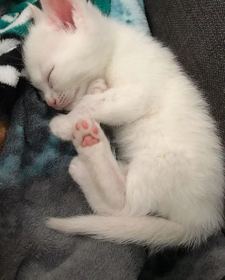Persian Triple Coat Cat Baby Blue Eyes